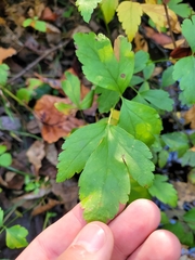 Xanthorhiza simplicissima