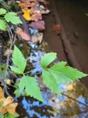 Xanthorhiza simplicissima