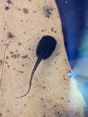 Hyla