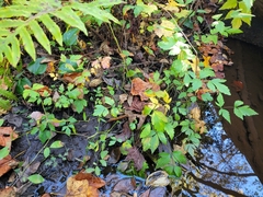 Xanthorhiza simplicissima