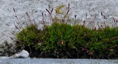 Tortula muralis