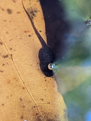 Hyla