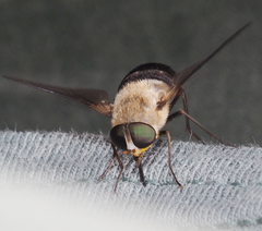 Esenbeckia