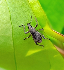 Metapocyrtus adspersus