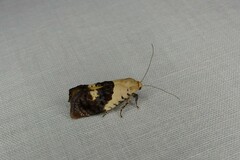 Hypertropha chlaenota