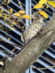 Zonotrichia albicollis