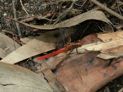 Rhodothemis lieftincki