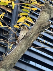 Zonotrichia albicollis