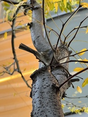 Zonotrichia albicollis