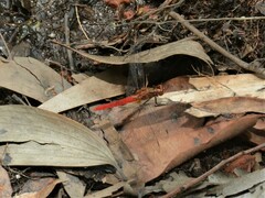 Rhodothemis lieftincki