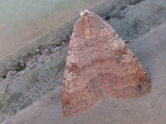 Diarsia canescens