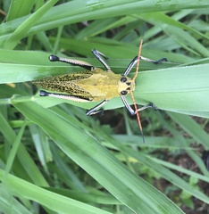Taeniopoda varipennis
