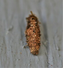 Dahlica triquetrella