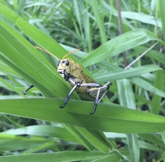 Taeniopoda varipennis