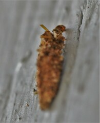 Dahlica triquetrella