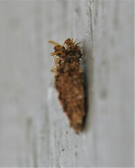 Dahlica triquetrella