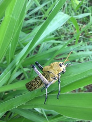 Taeniopoda varipennis