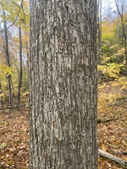Ulmus rubra