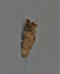 Dahlica triquetrella