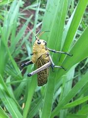 Taeniopoda varipennis