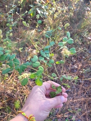 Lespedeza hirta