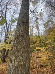 Ulmus rubra