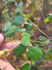 Lespedeza hirta