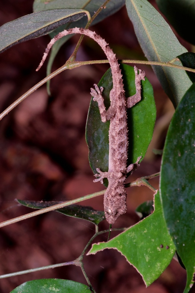 Guinea Leaf-Toed Gecko