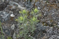 Castilleja thompsonii
