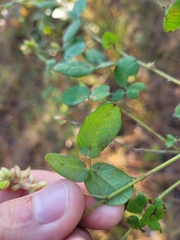 Lespedeza hirta