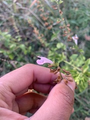 Salvia coccinea