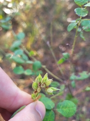 Lespedeza hirta