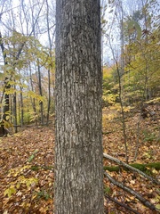 Ulmus rubra