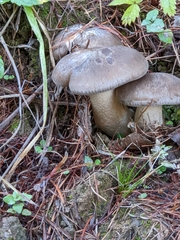 Lyophyllum