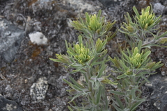 Castilleja thompsonii