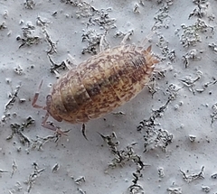 Porcellio scaber