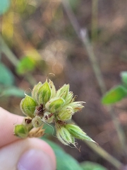 Lespedeza hirta