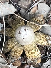 Astraeus hygrometricus