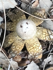 Astraeus hygrometricus