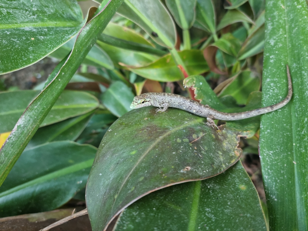 Prehensile Green Tree Skink