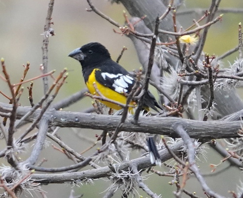 Black-backed Grosbeak