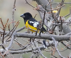Pheucticus aureoventris aureoventris