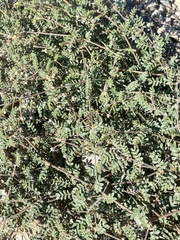 Kallstroemia californica