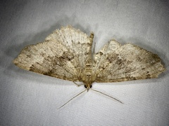 Xerodes rufescentaria