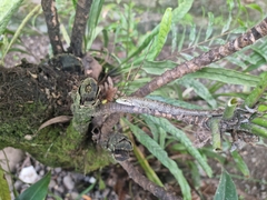 Prasinohaema prehensicauda