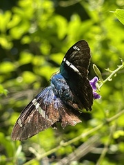 Astraptes fulgerator