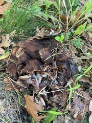 Lyophyllum decastes