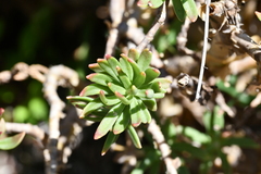 Sedum frutescens
