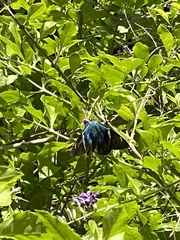 Astraptes fulgerator