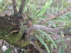 Prasinohaema prehensicauda